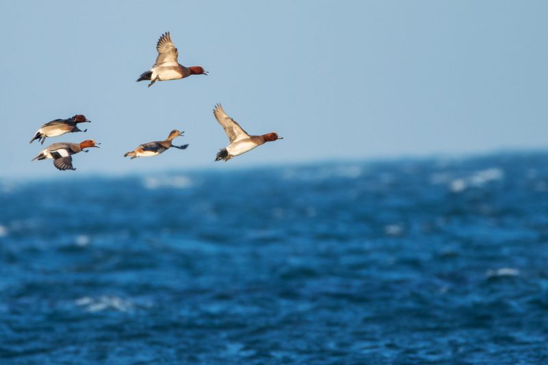 Vol de Canards siffleurs